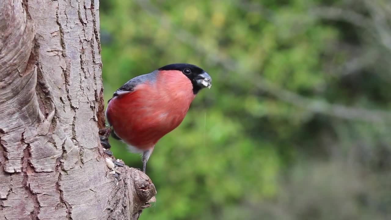 BEAUTYFULL BIRD