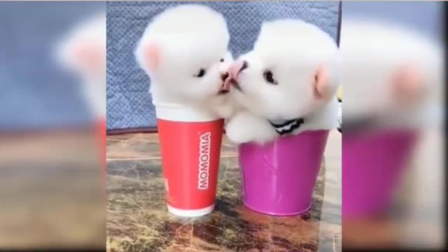 cute dogs funny dogs funny dogs videos