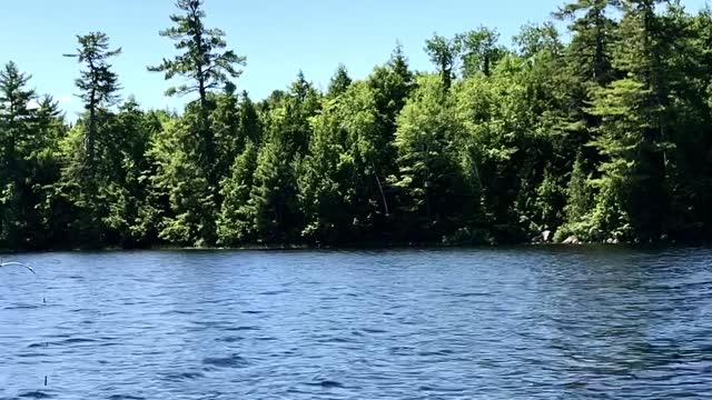 Eagle Swoops Down to Snag a Snack