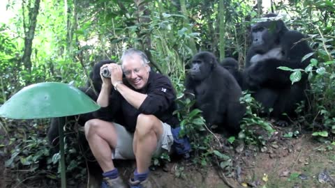 Touched by a Wild Mountain Gorilla (short)