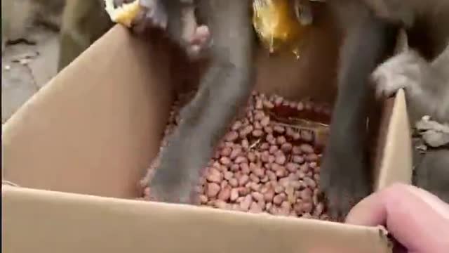 Little monkey grabs food