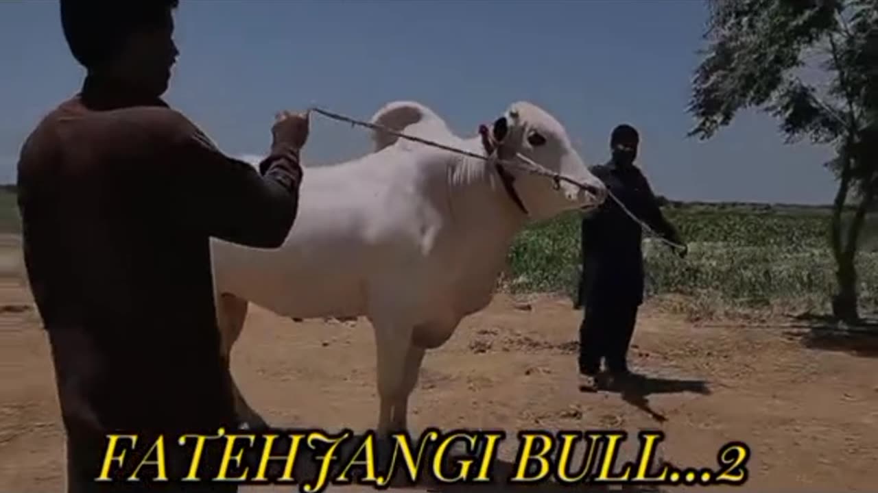 Fatehjangi bull / fun 2 day / qurbani 2023