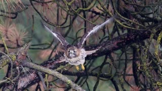 Red-Tailed Hawk