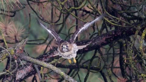 Red-Tailed Hawk