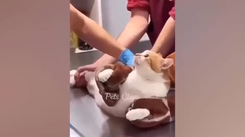 New Funny Animals 2023 😂 Funniest Cats and Dogs 😻🐶