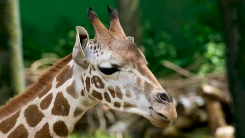 RELAXING ANIMAL WORLD AND SCENIC SCENES,WILD LIFE WORLD,GIRAFFE WORLD,ANIMAL LIFE