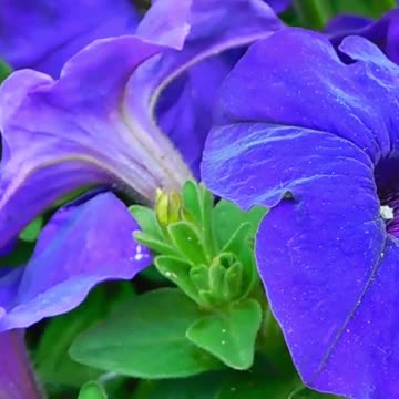 Find Your Calm: Discover How Relaxing This is! Volume 73 #echoplanet