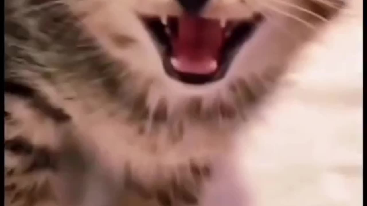 #funnycat video