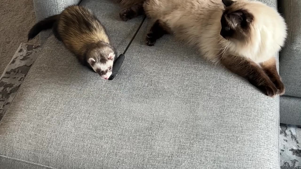 Cat Gives Chase to Toy-Stealing Ferret