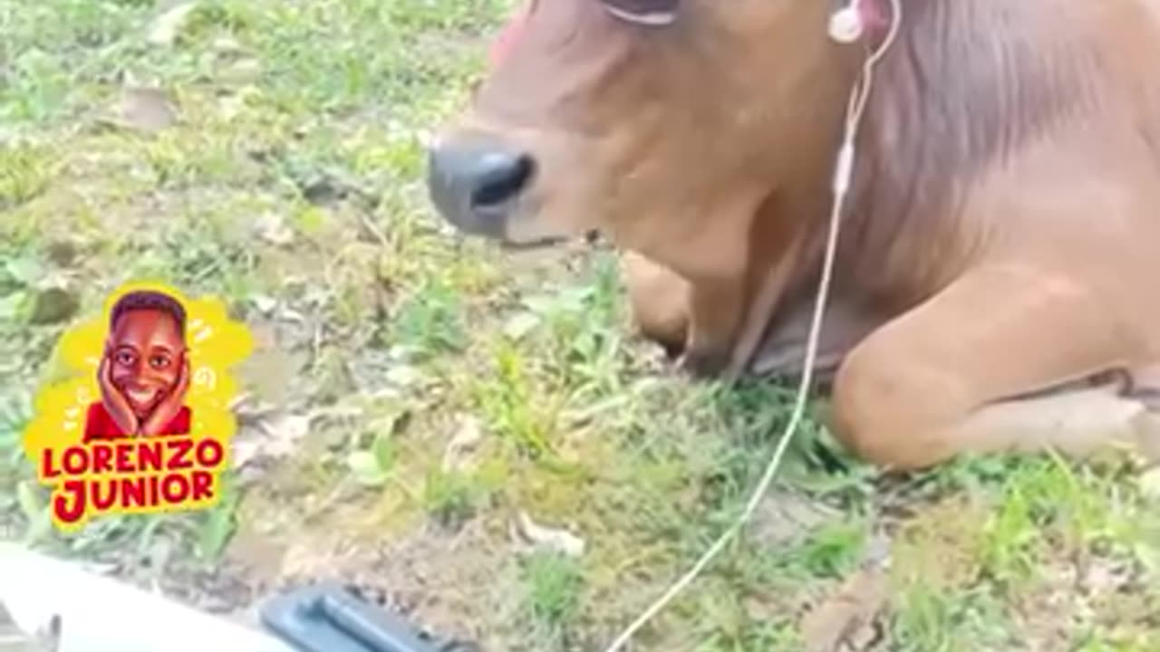 Funny and incredible 5