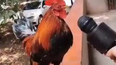 Hen funny sound