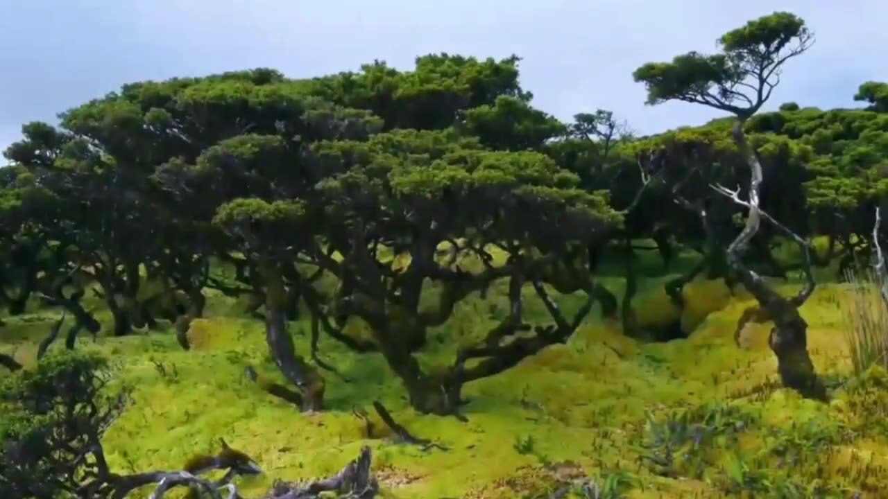 Nature with peace