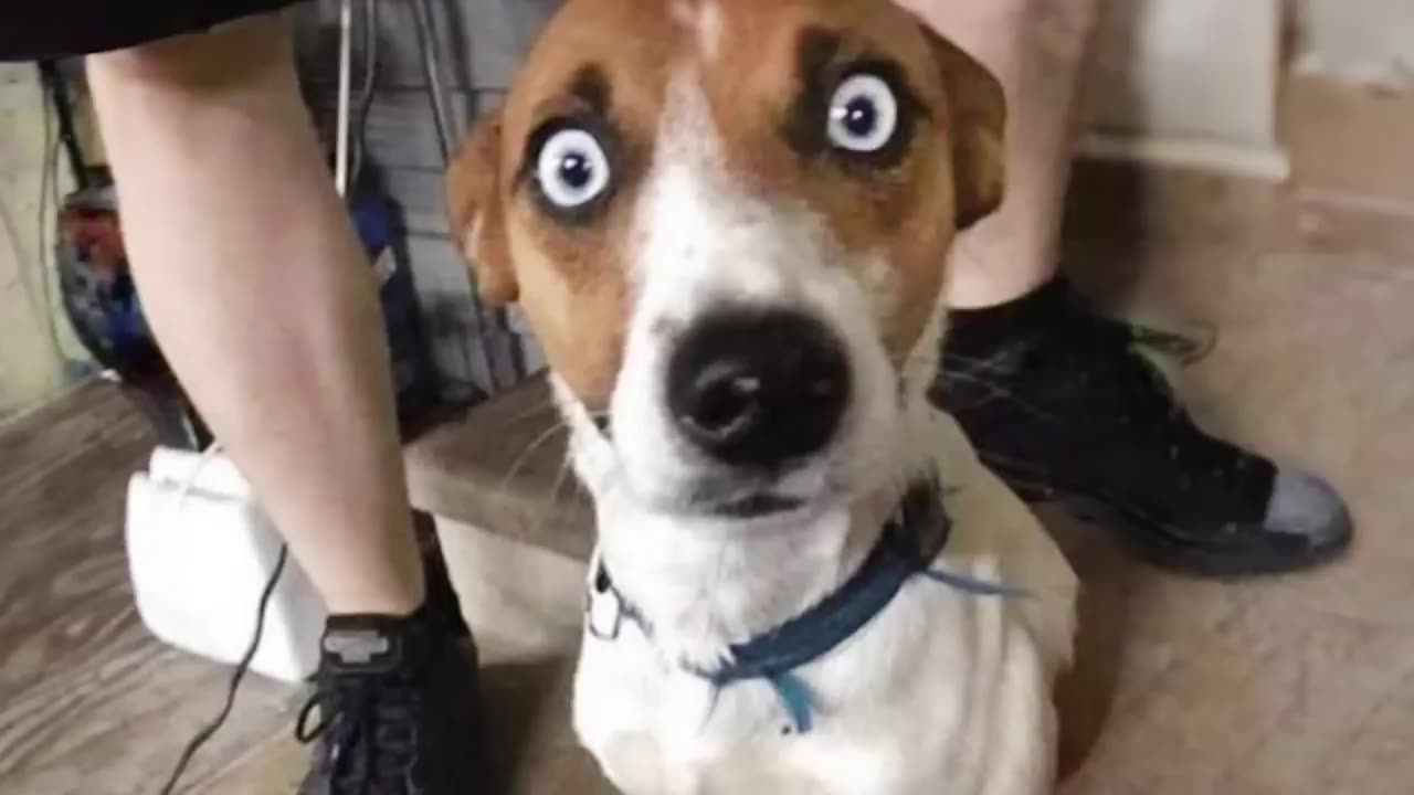 When Silly Dogs Take Over the World 🤣🐶 Funniest Animal Videos