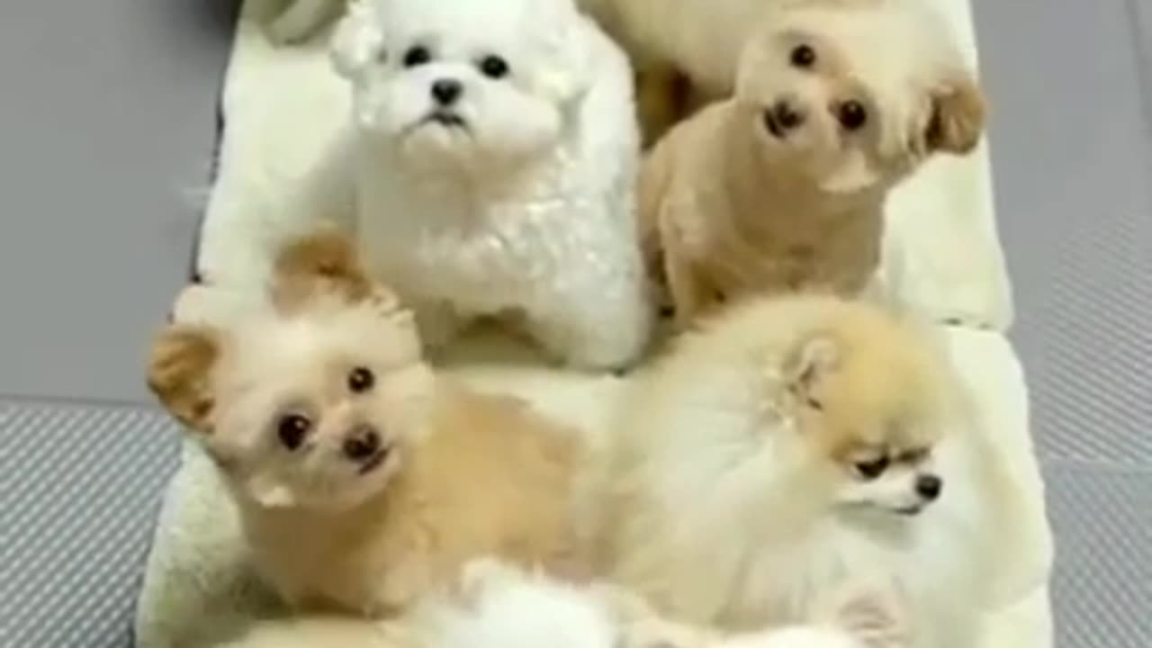 Cute Dog Training _ Funny Dog Compilation 2022 #usa #168 #shorts