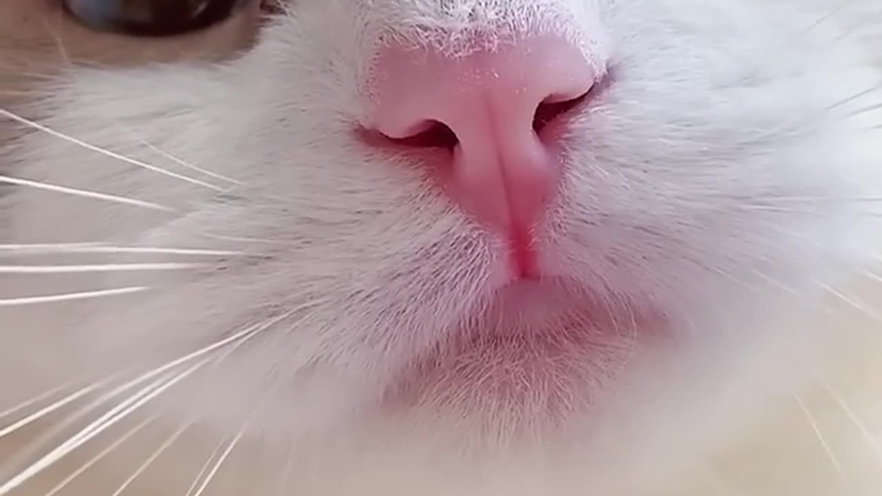 Beautiful cats funny videos in my garden