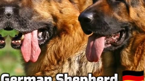 Top 10 Dog Breeds From Diverse Countries