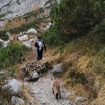 Hiking with a cat in Italy - Austria Border