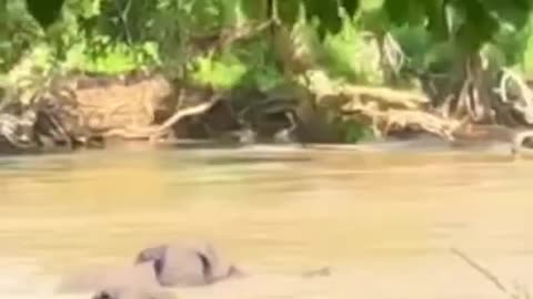 Elephant swimming with the Limpopo River