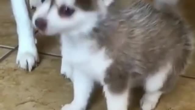 Happy husky mom and dad exited to meet new born puppy