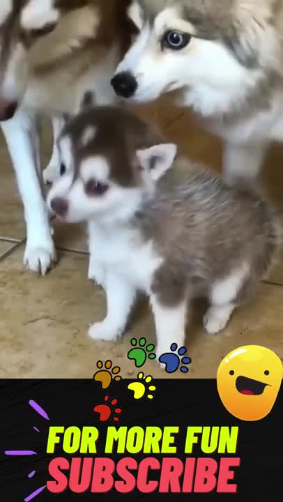 Happy husky mom and dad exited to meet new born puppy