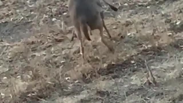 Two deers trying to get their freak on