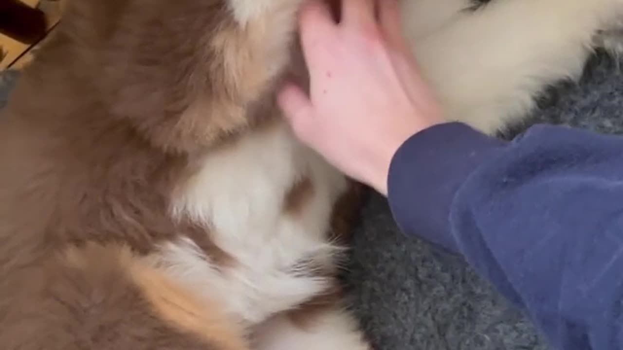 Puppy's ticklish belly