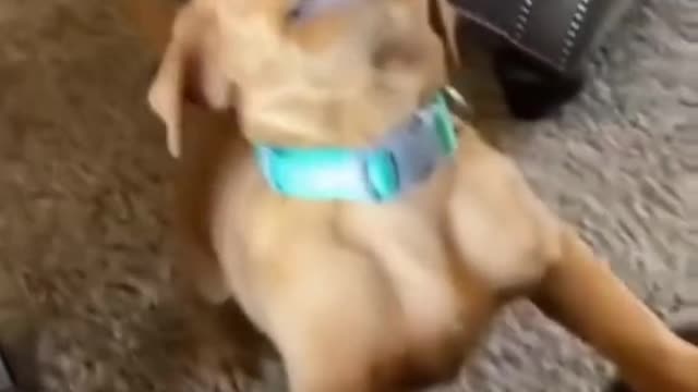 🐶I need to bite something!!
