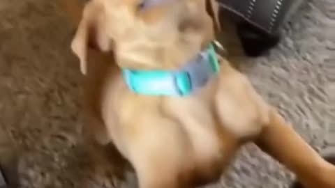 🐶I need to bite something!!