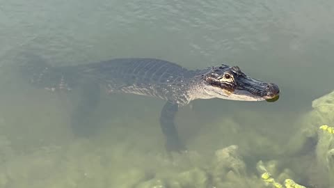 Third alligator at Lake Greer: 4-2-2024