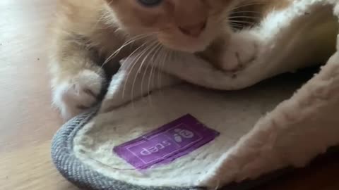 Crazy Cat