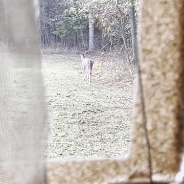 Watching the Deer