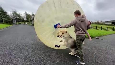 Golden Retriever Tries To Save Mum From Giant Zorb Ball! (So Funny!!)