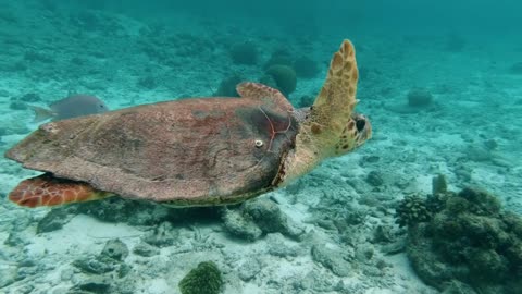 A turtle swimming in the water to catch some food