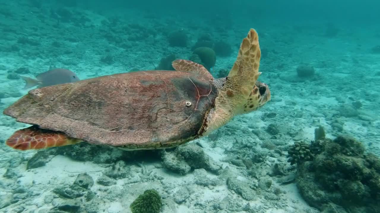 A turtle swimming in the water to catch some food