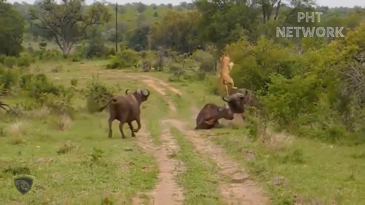 Lion was repeatedly attacked by an angry buffalo herd, preventing it from fleeing.