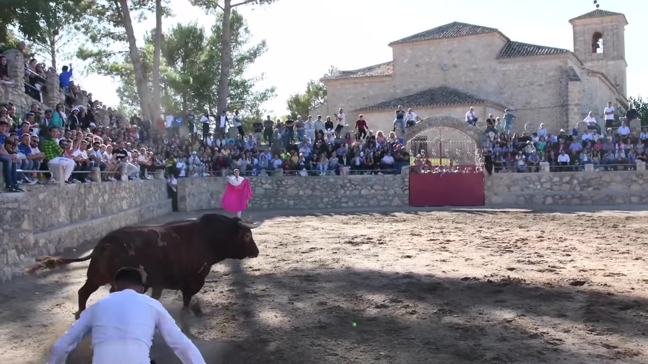 ----‍♂️ Exhibición con un Toro del Montecillo‼️-- Montalbo