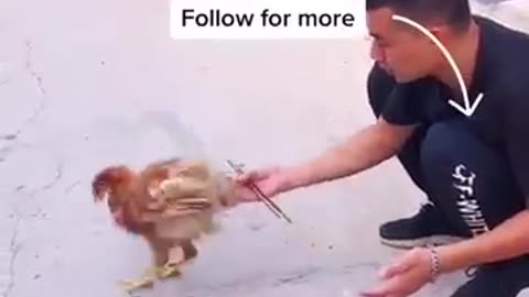 Dogfunny video