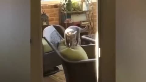 Funny animal videos2024