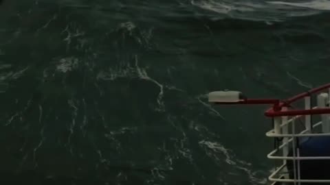 Dangerously Beautiful Ocean 🌊🦈