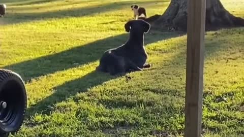 Funny Videos of Animals 🐶😹 Funny Dogs and Cats