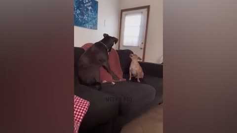 Funny cat &dogs