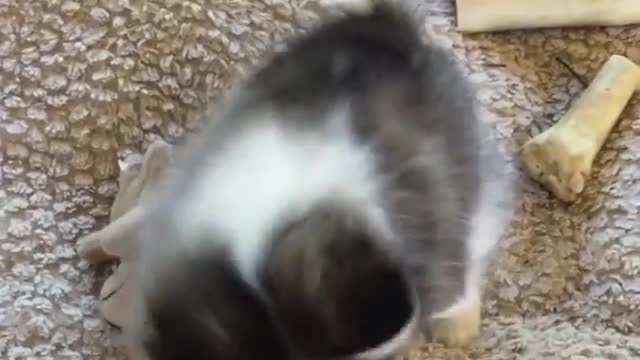 A puppy who knows how to listen to his master's commands