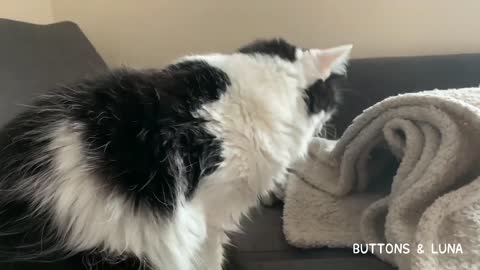 Cat Thinks She's Invisible Until… Watch To The End lovely