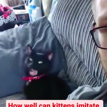 Funny Cats: How well they Imitate cats and kittens Pet Video