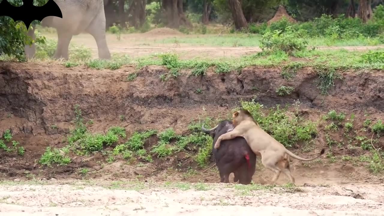 Buffalo versus Lions Fight to the Death