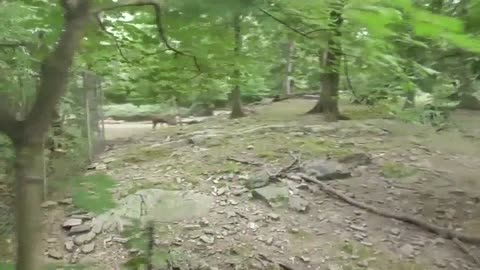 Bronx Zoo