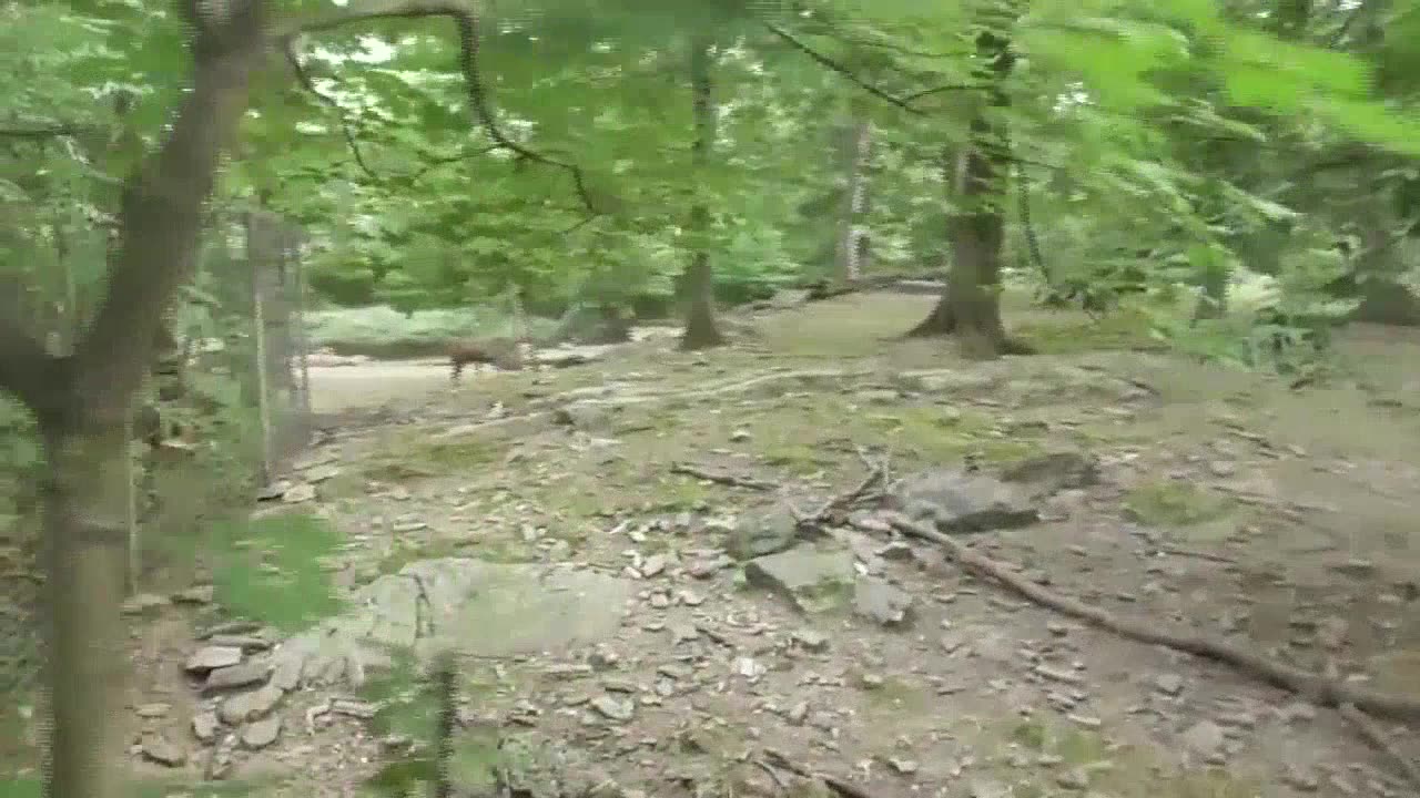Bronx Zoo
