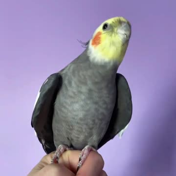 The cockatiel bird sings in a beautiful voice while standing on its owner's hand (2)
