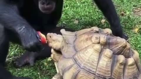 Chimps and turtles become friends and share food and cuddle with people