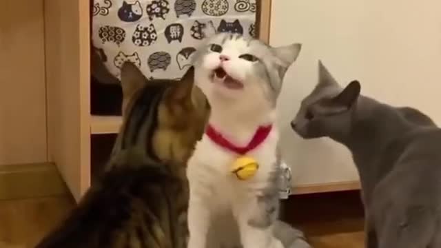 Funny cat